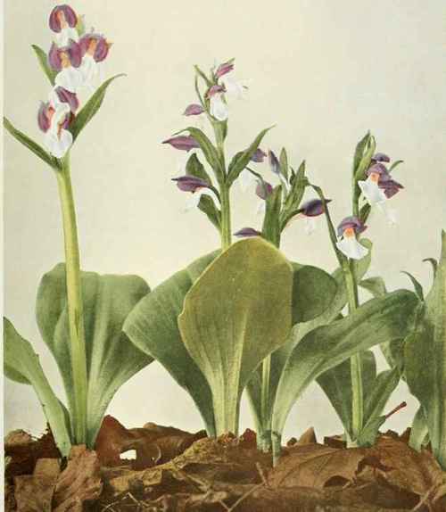 Showy Orchis