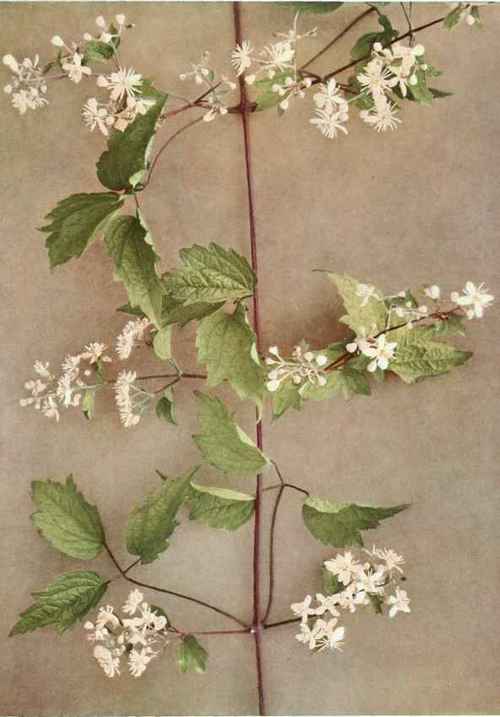 Virgin s Bower Woodbine Wild Clematis Clematis Vir 100151