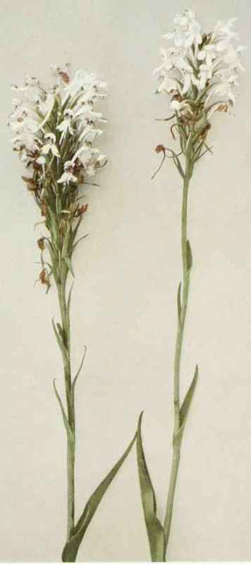 White Fringed Orchis