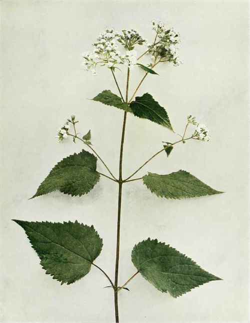 White Snakeroot Eupatoriuni urticaefolium