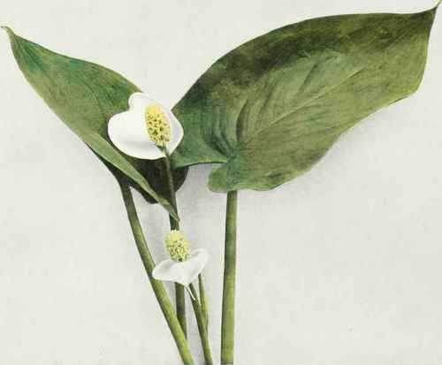 Wild Calla; Water Arum Calla palustris