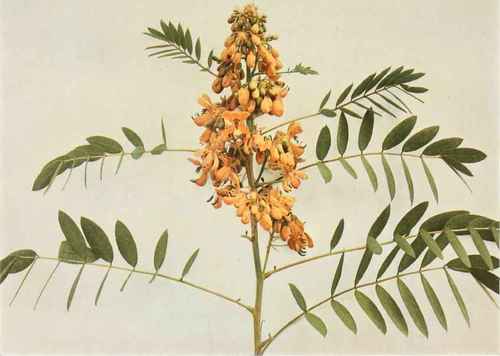 Wild Or American Senna