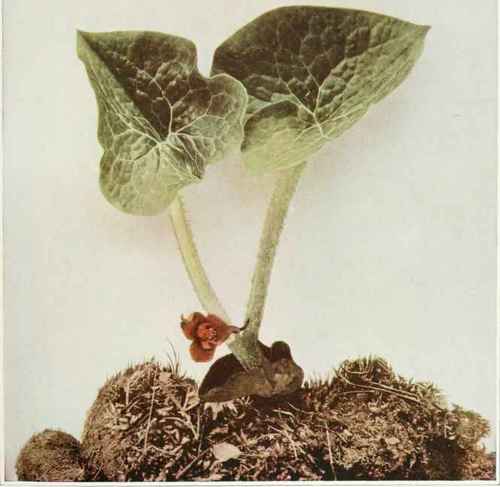 Wild Or Indian Ginger