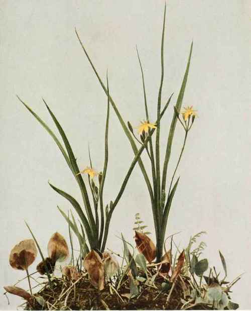 Yellow Star Grass