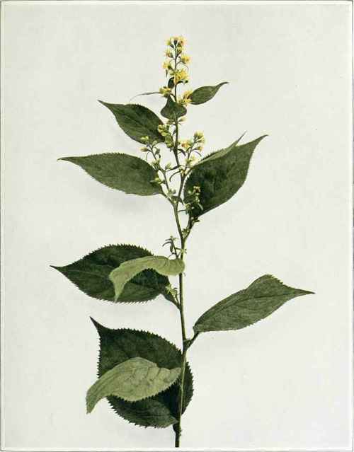 Zigzag Or Broad Leaved Goldenrod   Solidago flexicaulis