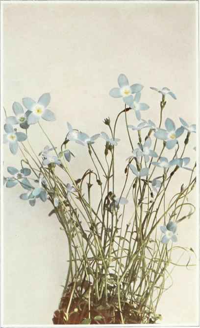 b. bluets; innocence; eyebright Houstonia coerulea
