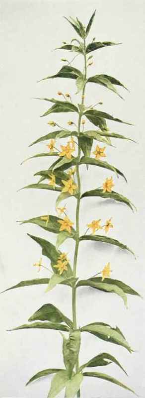 b. crosswort; whorled loosestrife Lysimachia quadrifolia