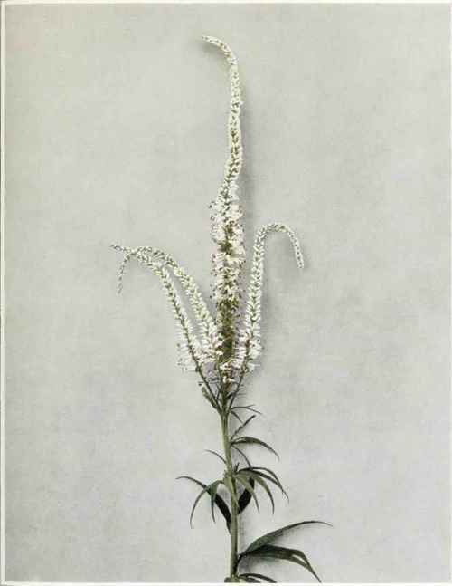 culver's root; bowman's root; beaumont's root Leptandra virginica