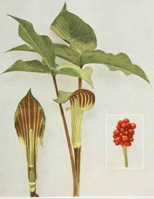 jack in the pulpit; Indian turnip Arisaema triphyllum