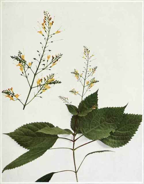 stoneroot; richweed; horse balm Collinsonia canadensis