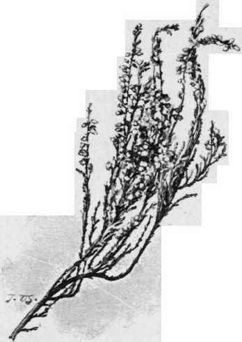 XIII The Heather 17