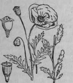 117. Poppy, Corn Rose.