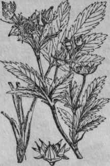 119. Marsh Cinquefoil.