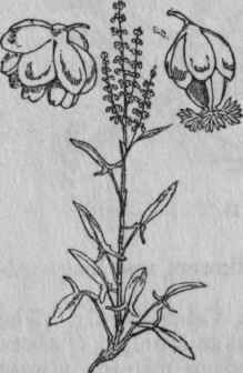 121. Sheep's Sorrel.