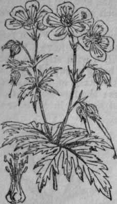 141. Field Crane's bill.