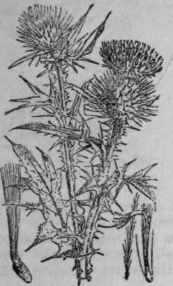 147. Spear Thistle.