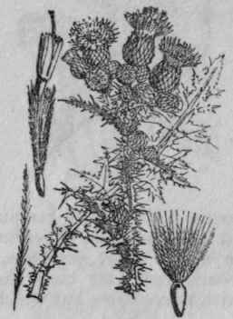 148. Marsh Thistle.