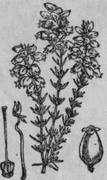 155. Fine leaved Heath.