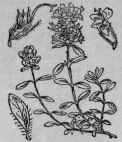 158. Wild Thyme.
