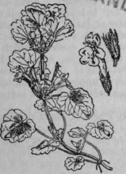159. Ground Ivy.