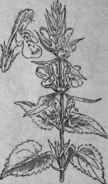162. Hedge Woundwort.