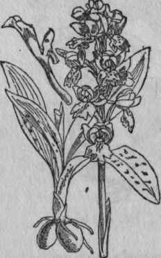163. Early Purple Orchis.