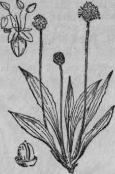 181. Ribwort.