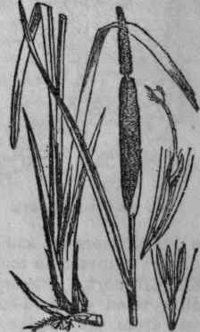 184. Reed Mace.