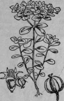 191. Petty Spurge.