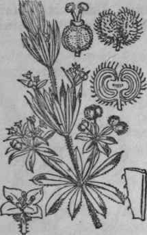 28. Goose grass.