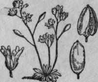33. Spring Whitlow grass.