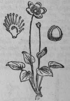 38. Grass of Parnassus.