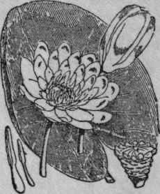 43. Water Lily.