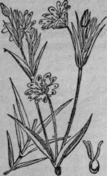 46. Greater Stitchwort.