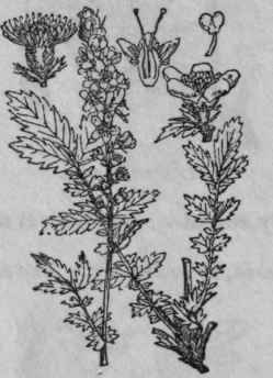 80. Agrimony.