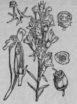 83. Yellow Toad flax.