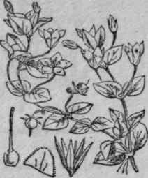 89. Yellow Pimpernel.