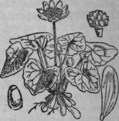 92. Lesser Celandine.