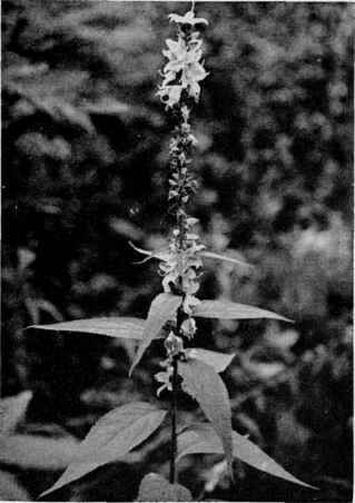 American Bellflower.