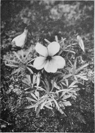 Bird Foot Violet (Crowfoot Violet).
