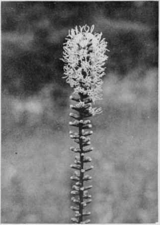 Blazing Star Gayfeather.