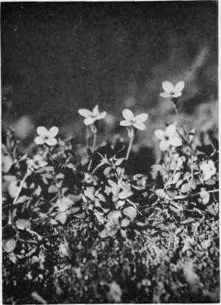 Bluets. Star Violet.