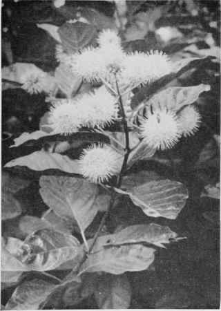 Buttonbush.