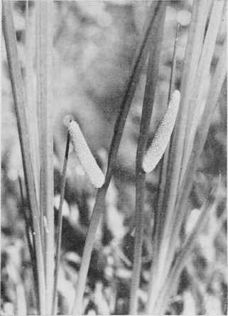 Calamus (Sweet Flag).