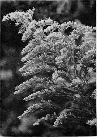 Canada Goldenrod (Tall Goldenrod).