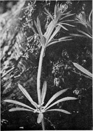 Cleavers (Rough Bedstraw).