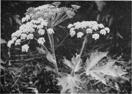 Cow Parsnip.