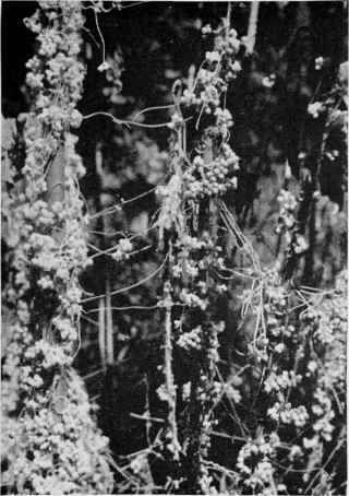 Dodder.