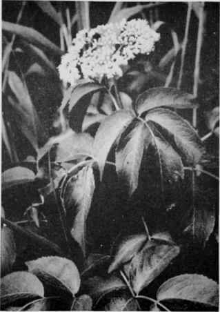 Elderberry.