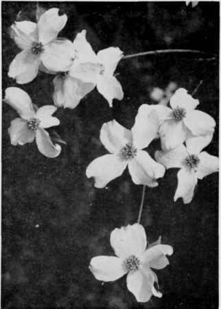 Flowering Dogwood.